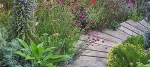 echium-and-dianthus (1)